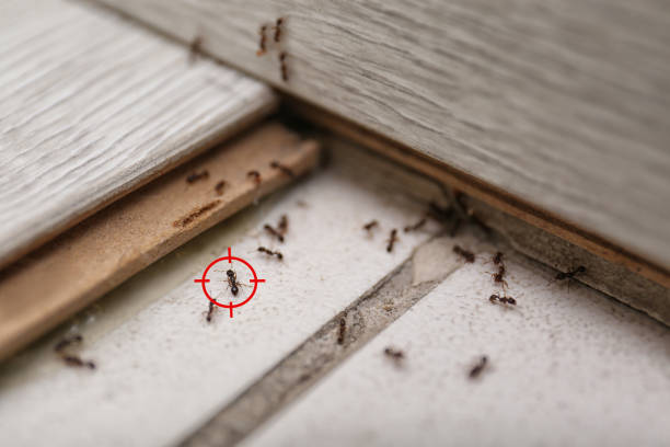 Best Affordable Pest Control Services  in Westwood, CA