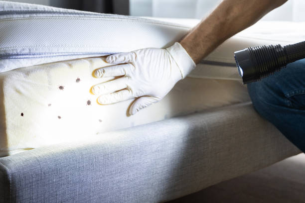 Best Bed Bug Extermination  in Westwood, CA