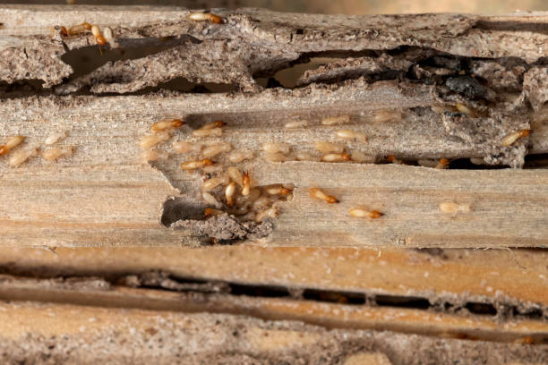Best Best Pest Control Companies  in Westwood, CA